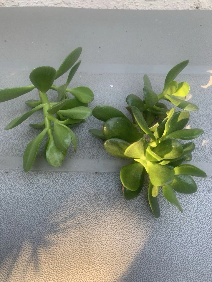 Jade Plant Crassula Ovata Cuttings – 2 Fresh Deep Green Succulent Cuttings for Propagation and Planting