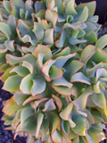 Ripple Jade Cuttings – 5 Crassula arborescens undulatifolia, Ruffle Jade Succulent Stems, Easy-Rooting Curly Leaf Jade Plant