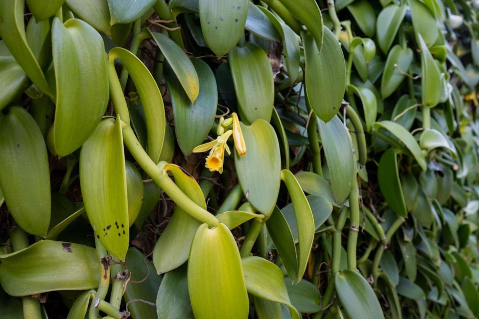 Vanilla Orchid Live Starter Plant – Vanilla Planifolia Vine, Tropical Climbing Orchid for Home Growing