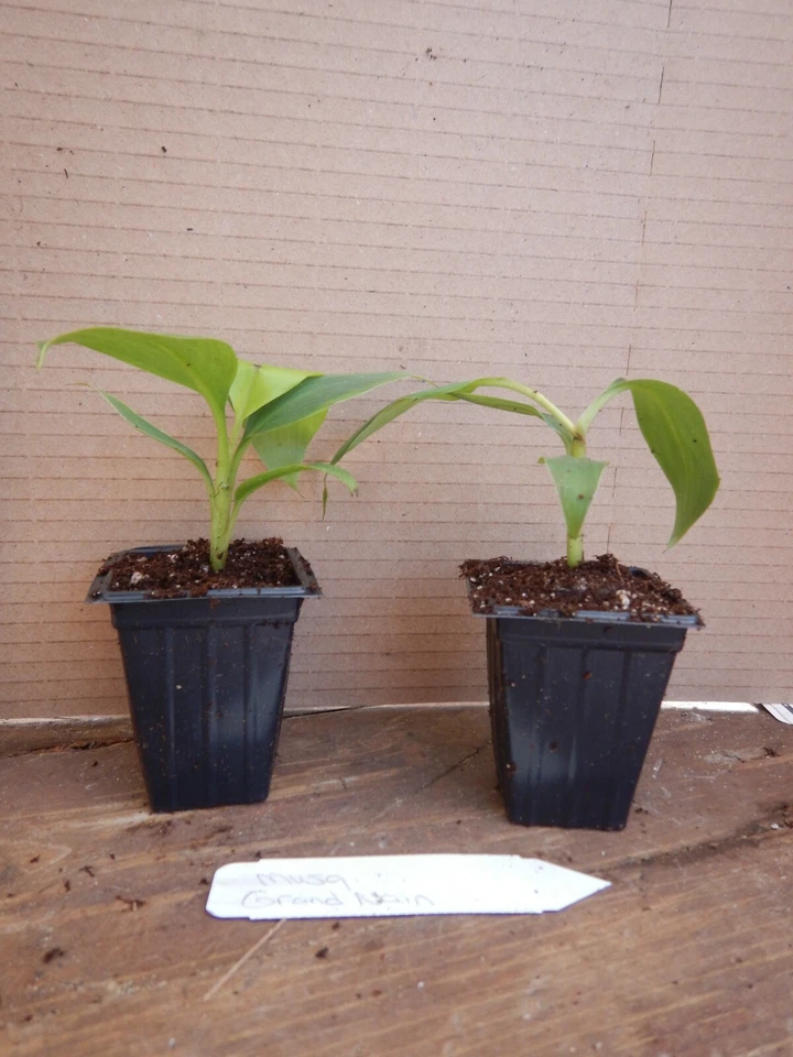 Gran Nain Banana Tree Rooted Starter Plant Musa Acuminata Live Tropical Plant