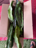 Dragon Fruit Cuttings Set of 16 Pieces 8–12 Inch Long Unrooted Pitaya for Propagation
