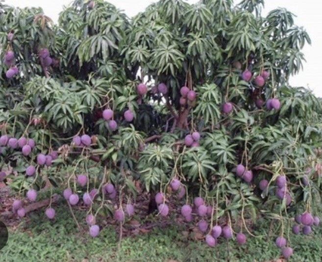 Purple Tommy Mango Scion Cuttings – 5 Fresh Scions for Grafting, Mangifera indica Fruit Tree Propagation