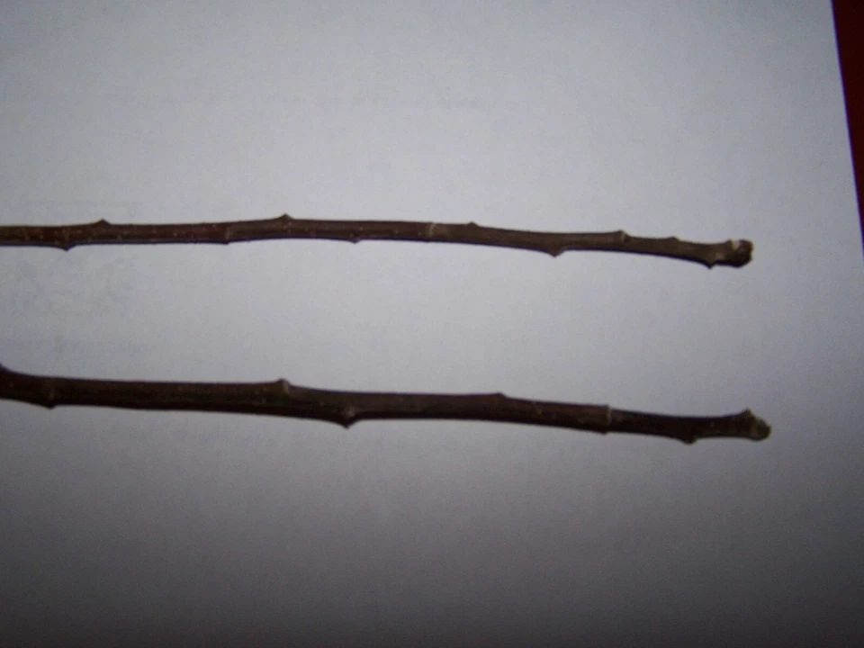 Granny Smith Apple Tree Cuttings Semi Dwarf Set of 12 Live Apple Cuttings for Rooting