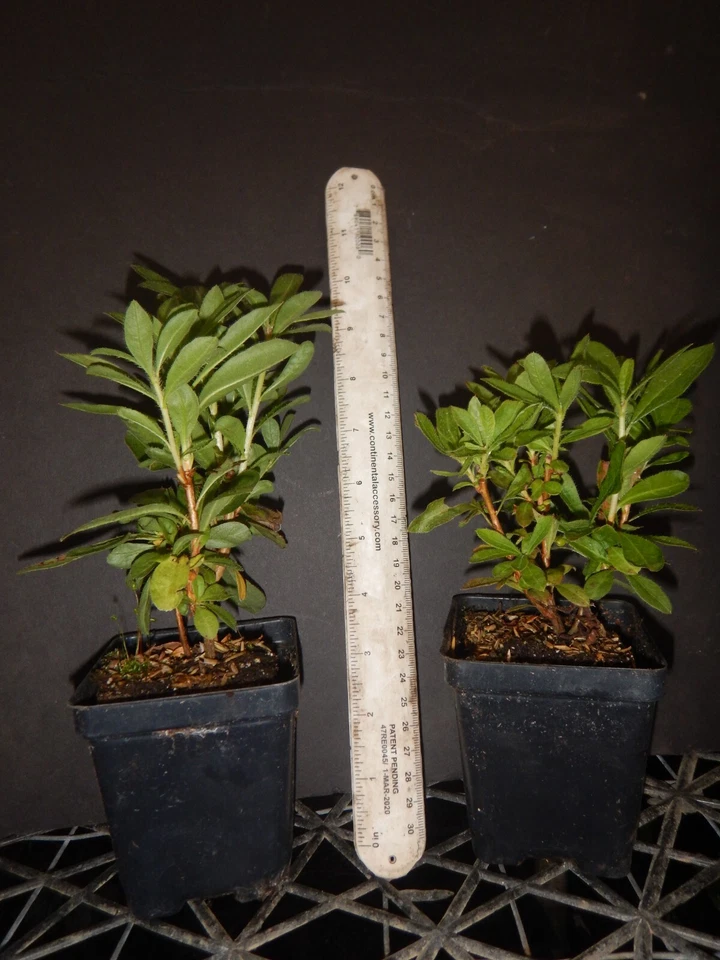 Gibraltar Azalea Starter Plant for Planting – Well Rooted Rhododendron Shrub, Deciduous Azalea (May Be Dormant)