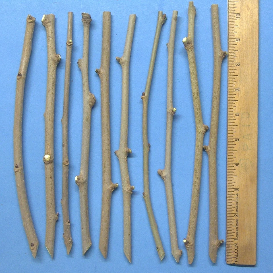 White Mulberry Cuttings – 10 Fresh Morus alba Cuttings for Grafting or Rooting, High-Brix Sweet Fruit Mulberry Tree Starter Wood