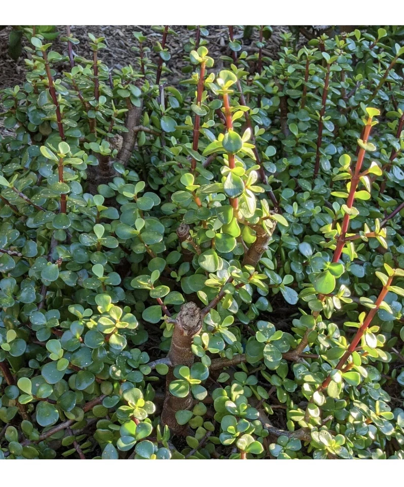 Elephant Bush Succulent Cuttings – 100 Portulacaria afra Dwarf Jade Stems for Propagation and Planting