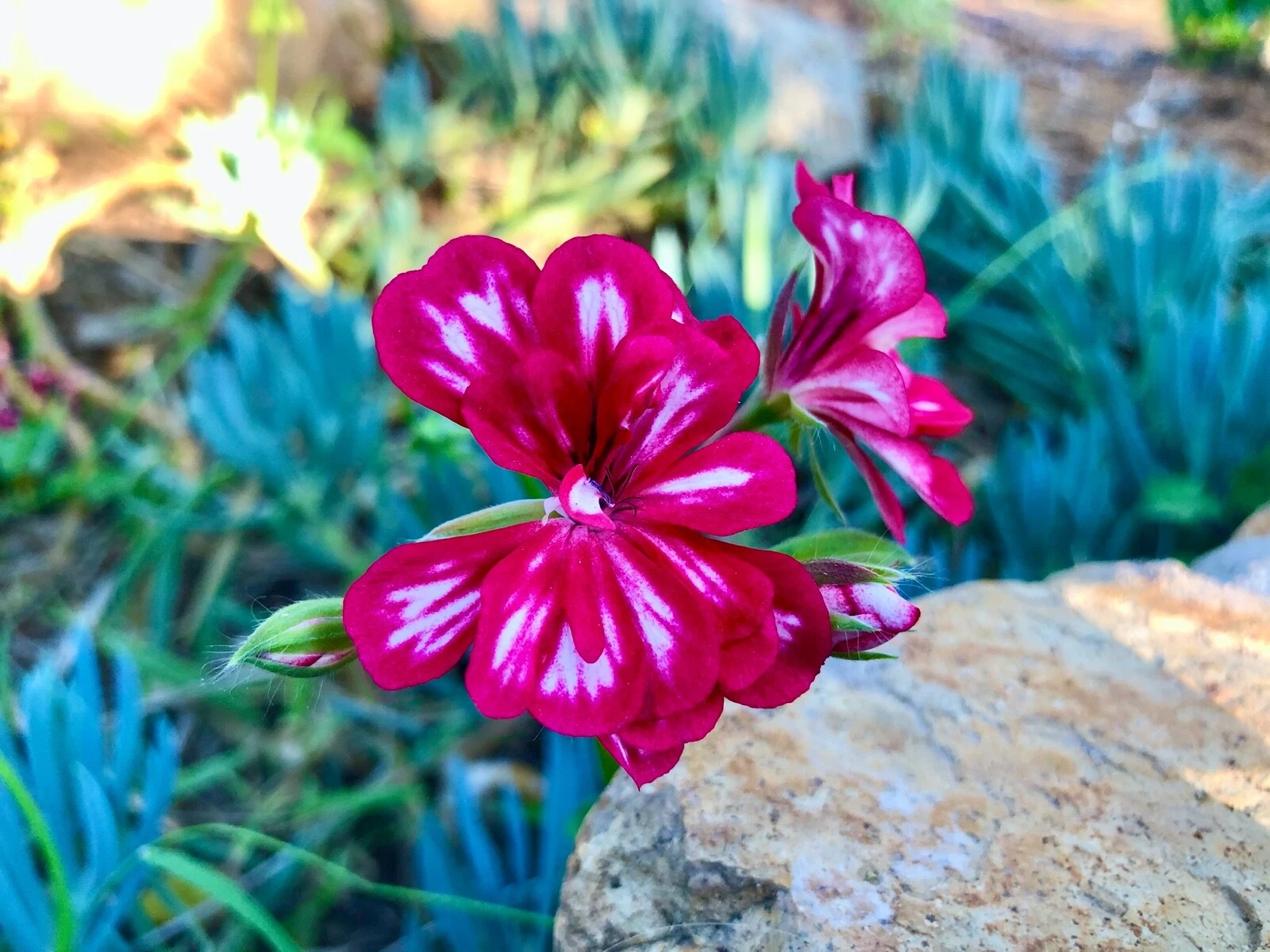 Pink and White Pelargonium peltatum Cutting – Trailing Ivy Geranium Live 6 Inch Unrooted Plant