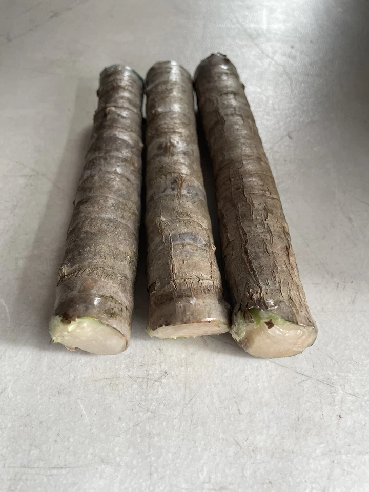 Hawaiian Green Ti Leaf Fresh Cuttings – Cordyline fruticosa Starter Logs, 6 Unrooted Cuttings 6 Inches Long