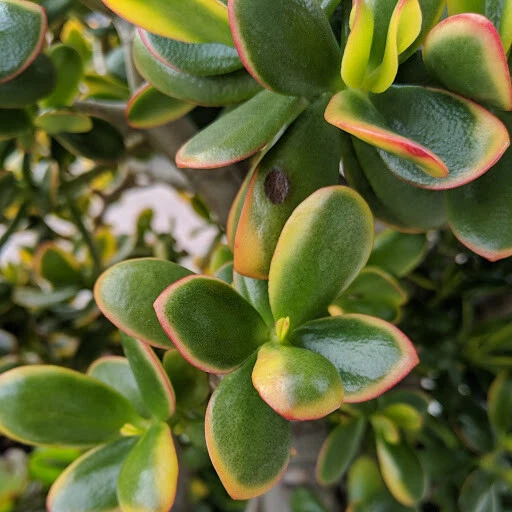 Crassula Ovata Sunset Jade Plant – One Unrooted Cutting 3–6 Inch – Variegated Succulent Starter