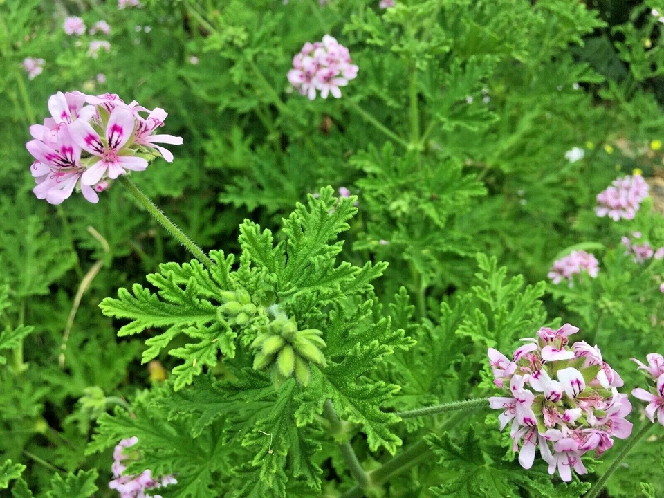 Lemon Scented Geranium Cuttings – 3 Pelargonium Citronella Cuttings with Pink Flowers for Propagation