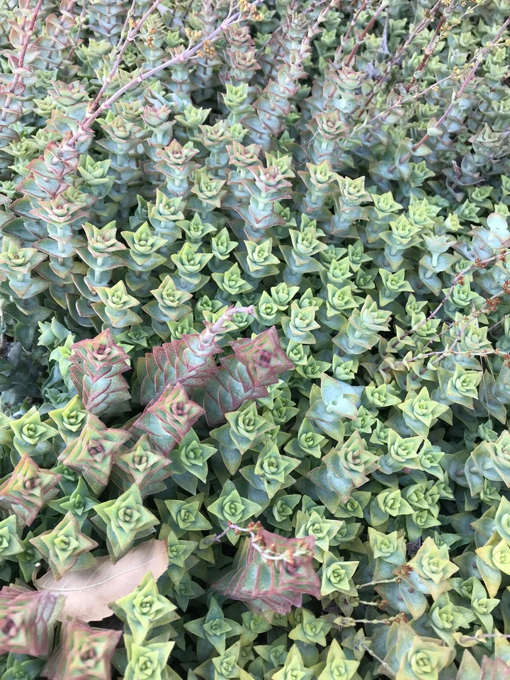 Crassula Perforata Variegata Cuttings – 15 Live Succulent Stems, String of Buttons Plant