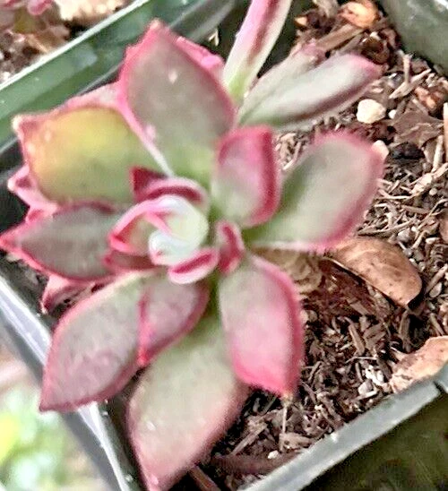Crassula Ovata Hummel Succulent Cuttings for Planting – 5 Golden Jade Houseplant Stems