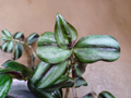 Tradescantia Zebrina Silver Smudge Cuttings – Live Wandering Jew Houseplant Cuttings for Indoor Growing