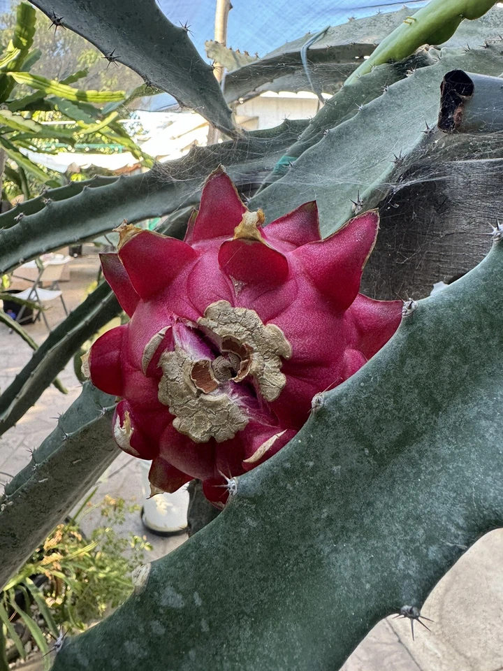 Graffiti Dragon Fruit Cutting Pitaya Cactus, 8+ Inch Unrooted Cutting for Planting and Propagation