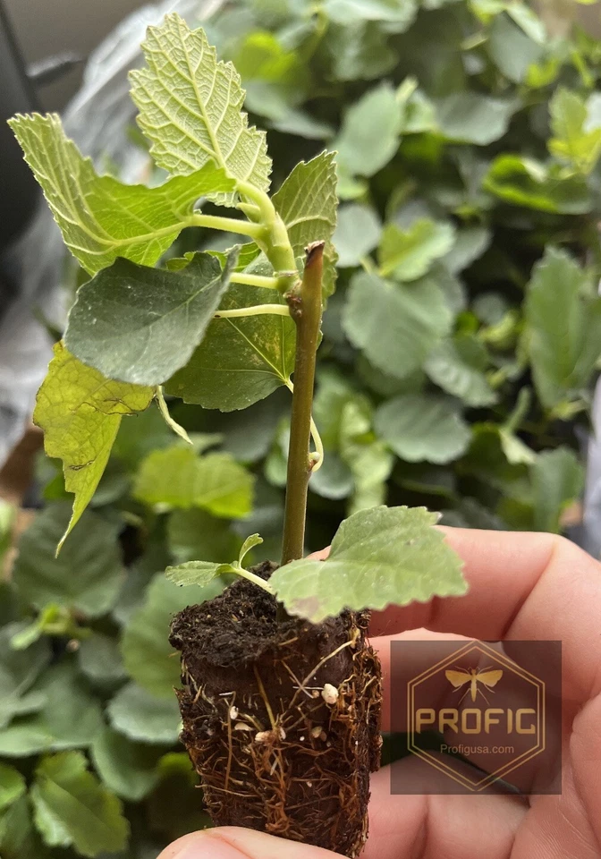 Yellow Long Neck Fig Tree Plant – Live Ficus Carica Cultivar, Fruit Fig Starter Plant for Garden or Container