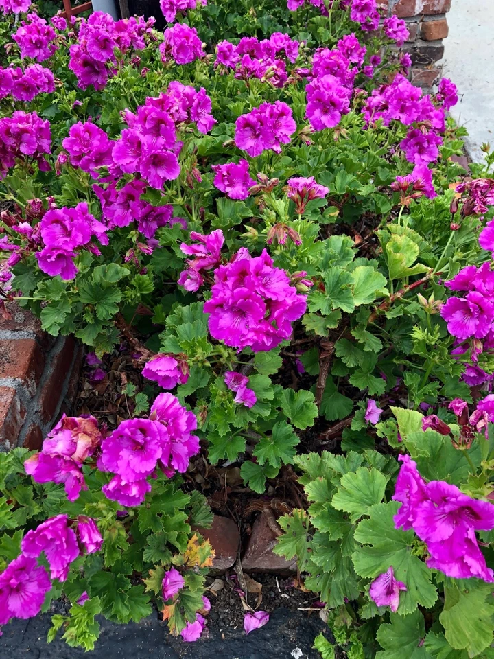 Purple Regal Geranium Live Plant Cutting – Fancy Pelargonium 6–8 Inch Unrooted Cutting for Propagation