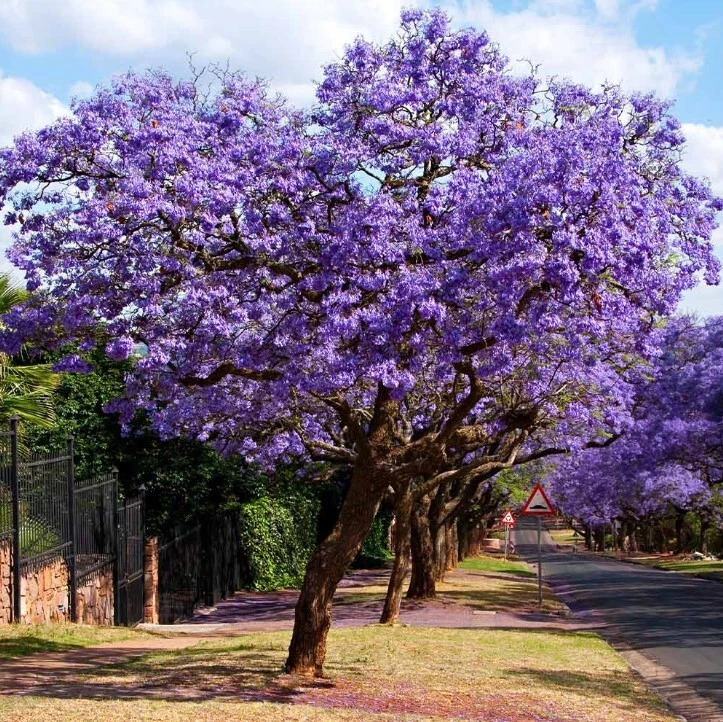 Blue Jacaranda Live Tree Jacaranda mimosifolia, 1 Year Old Starter Tree 8–10 Inch Tall for Planting