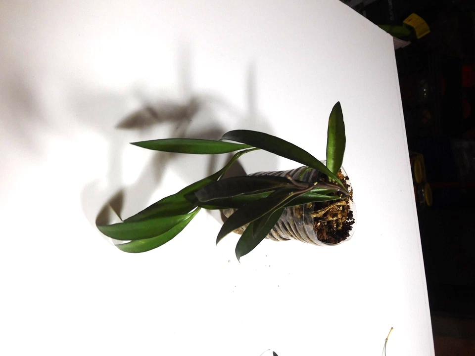 Hoya Wayetii Live Plant Rooted – Trailing Wax Plant with Narrow Leaves, Indoor Houseplant
