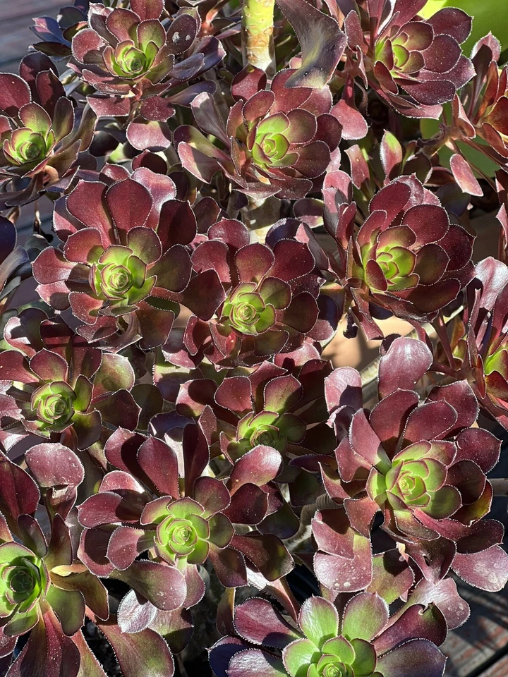 Aeonium Voodoo Succulent Cutting for Planting – Dark Foliage Rosette Aeonium, Unrooted Garden Cutting