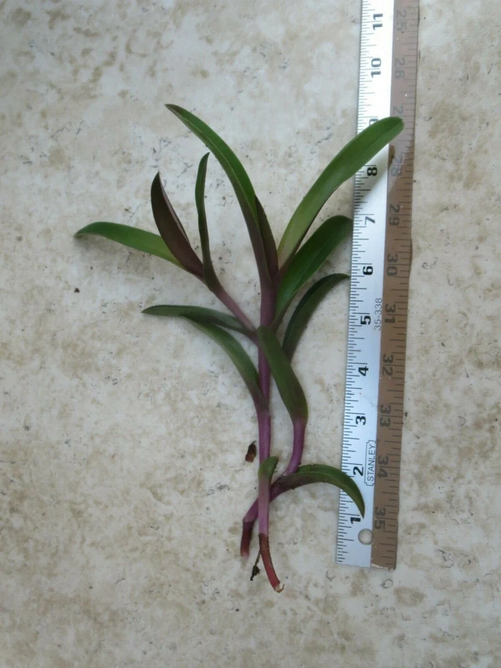 Tradescantia Obtusa Cuttings – 4 Fresh Setcreasea Wandering Jew Stems for Rooting, Purple-Green Live Plant Starter