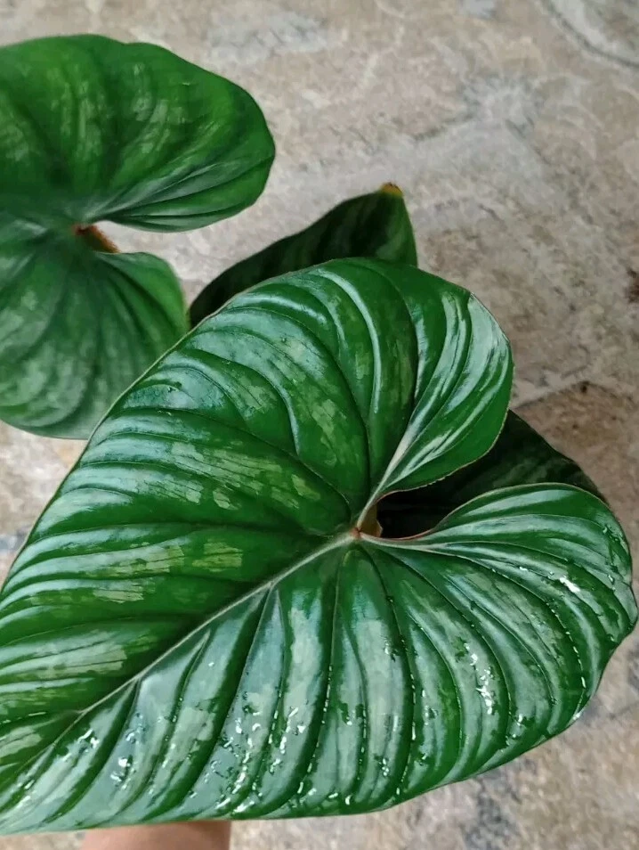 Philodendron plowmanii Unrooted Cutting – Grower’s Choice Tropical Aroid Cutting for Indoor Plant Propagation