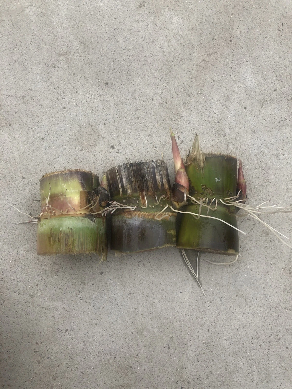 Sugarcane Rooted Cuttings for Planting – 3 Dark Green Saccharum officinarum Starter Plants Ready to Grow