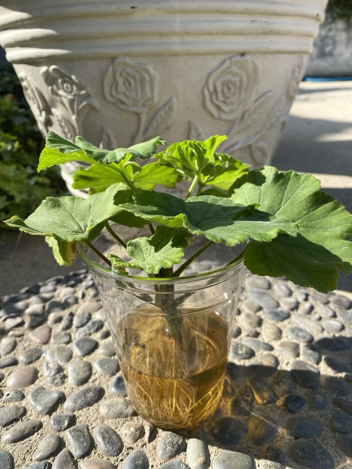 Pink Purple Geranium Cuttings for Planting – 5 Fresh Pelargonium Stems, Unrooted Flowering Plant Cuttings