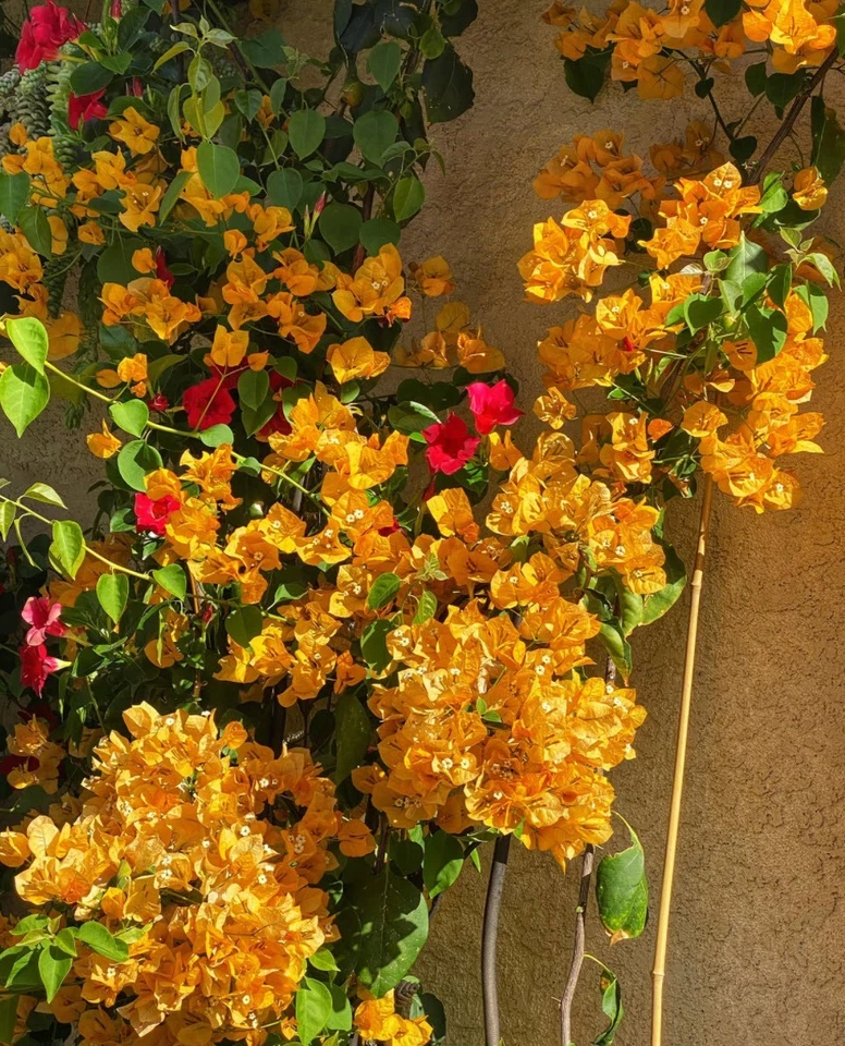 California Gold Bougainvillea Rooted Plants – Set of 2 Live Flowering Vines, Ships Rooted Bare Root