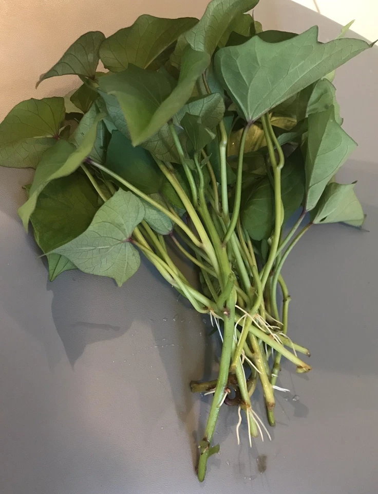Okinawa Purple Sweet Potato Slips for Planting – 15 Unrooted Ipomoea batatas Cuttings