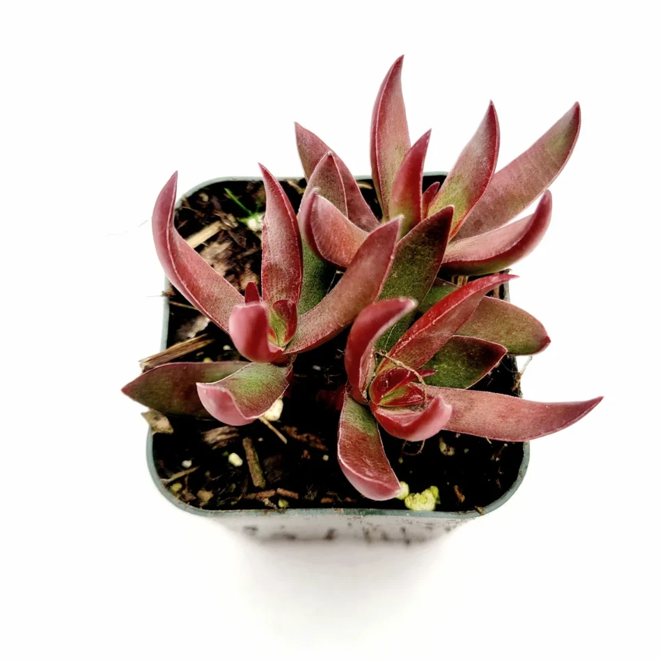 Crassula Rubricaulis ‘Butterfly Bush’ – Live 2in Succulent Plant, Red-Tipped Crassula for Garden or Indoor Pots