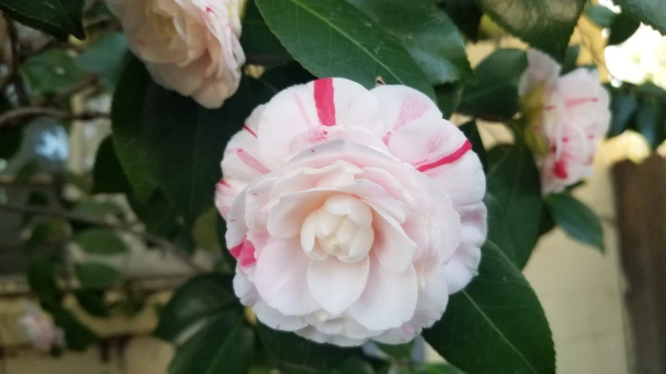 Candy Cane Camellia Cuttings – 8 Unrooted Stem Cuttings for Grafting or Rooting