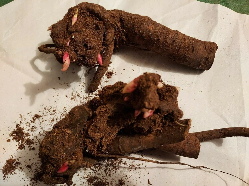 Peony ‘Pink Hawaiian Coral’ Root for Planting – 1 Bare Root with 2–3 Eyes, Perennial Flower (Zones 3–9)