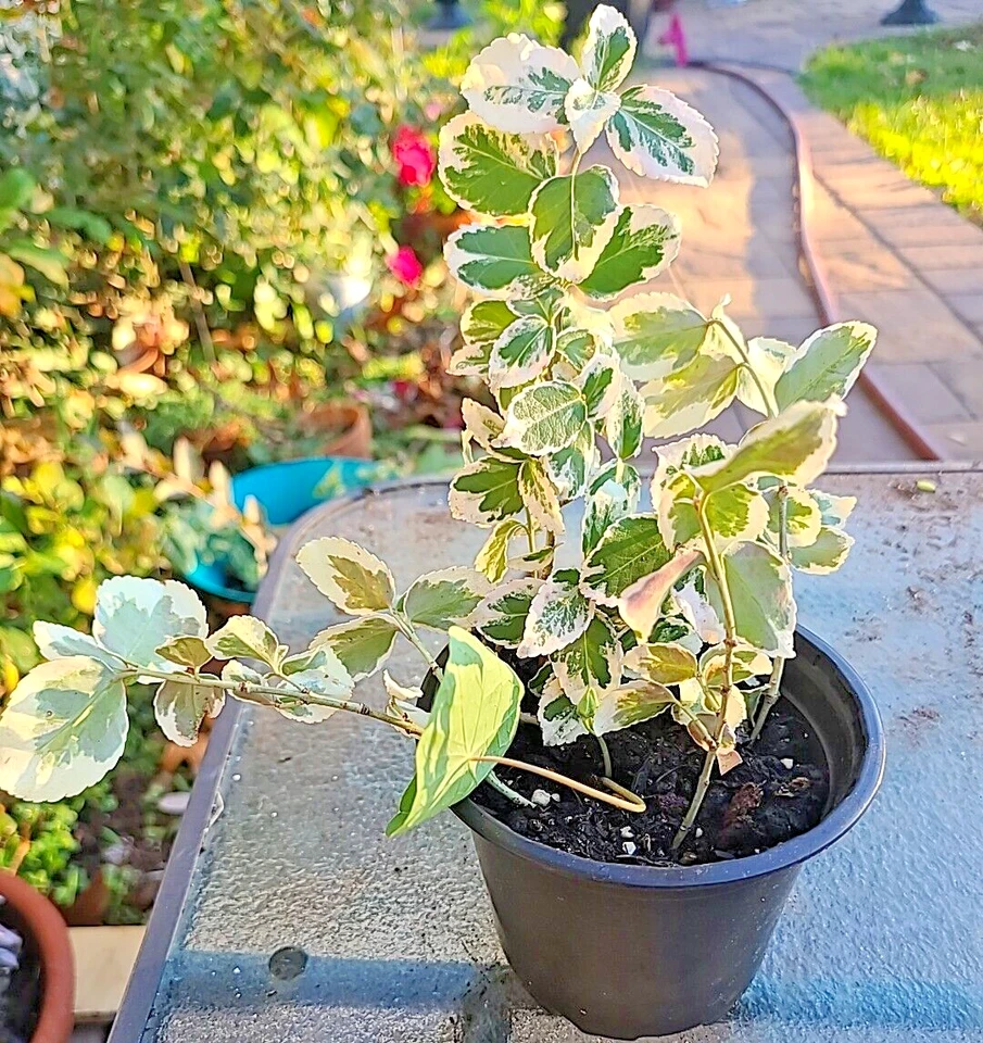 Variegated Creeping Fig Cuttings for Planting – 5 Unrooted Ficus Pumila Variegata Vine Stems, 6+ Inches
