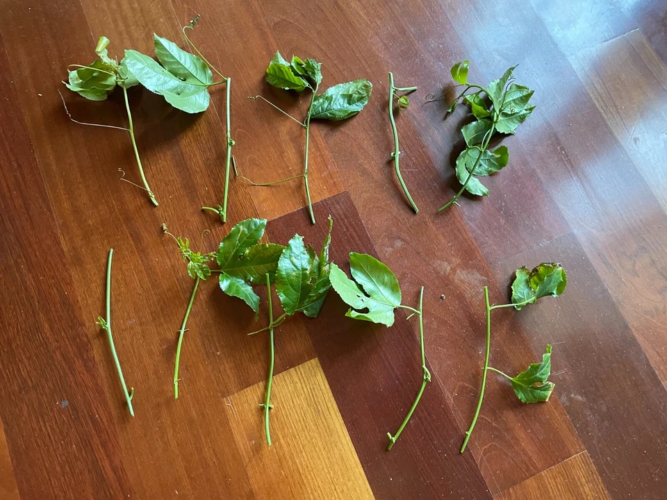 Purple Passion Fruit Cuttings – 10 Live Passiflora edulis Vine Cuttings for Planting or Propagation