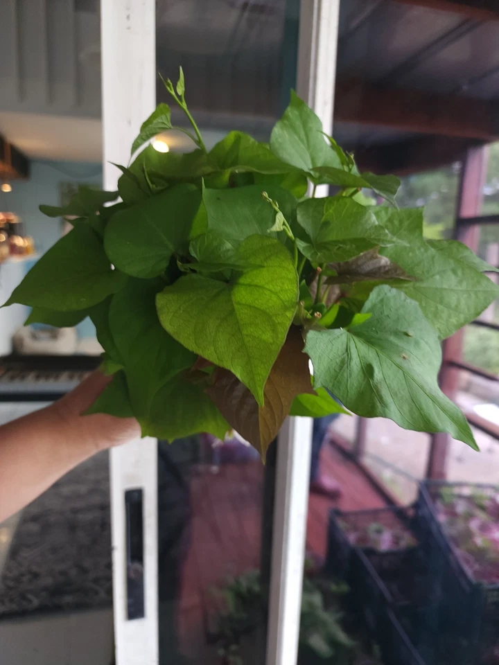 Okinawa Purple Sweet Potato Slips – 10 Rooted Cuttings, Ipomoea batatas, Purple Flesh Variety for Planting