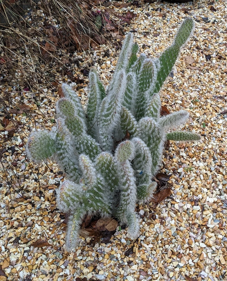 Opuntia Snow White – Prickly Pear Cactus Cutting – 1 Fresh Pad for Planting
