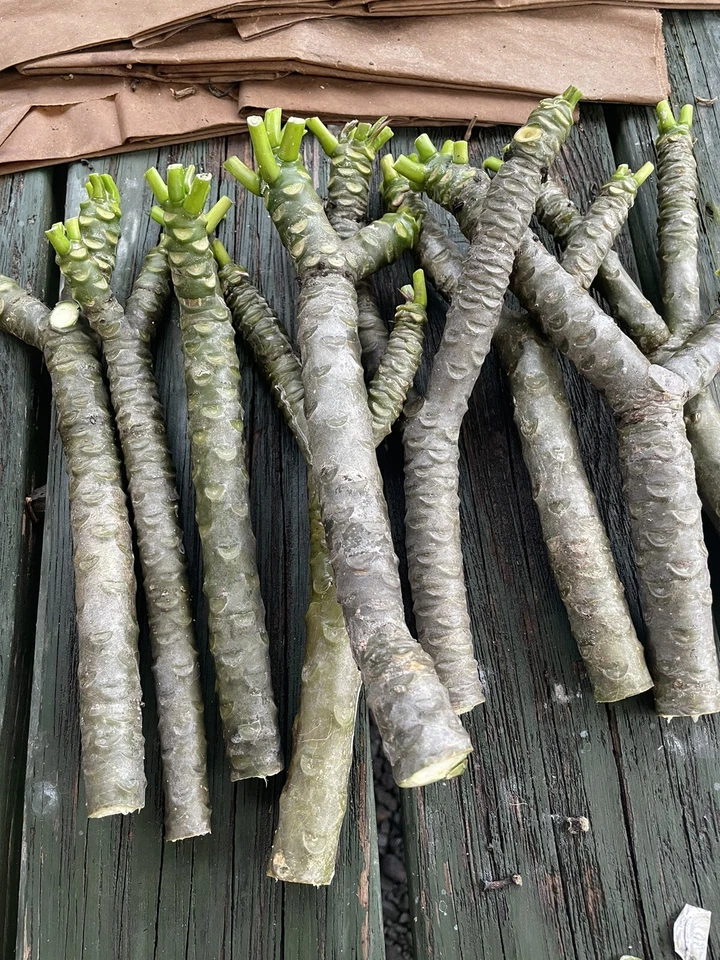 Yellow Plumeria Fresh Starter Cutting Double Head, 10 Inch Unrooted Frangipani Cutting for Planting