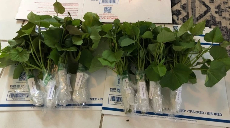 White Sweet Potato Slips Live, 10 Ipomoea Batatas Cuttings for Planting Garden Vegetable Plants