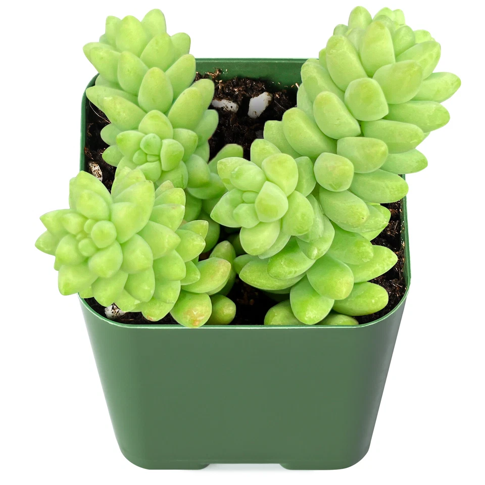 Burro’s Tail Succulent Live Plant – Sedum Morganianum Rooted in 2 Inch Pot, Trailing Donkey’s Tail