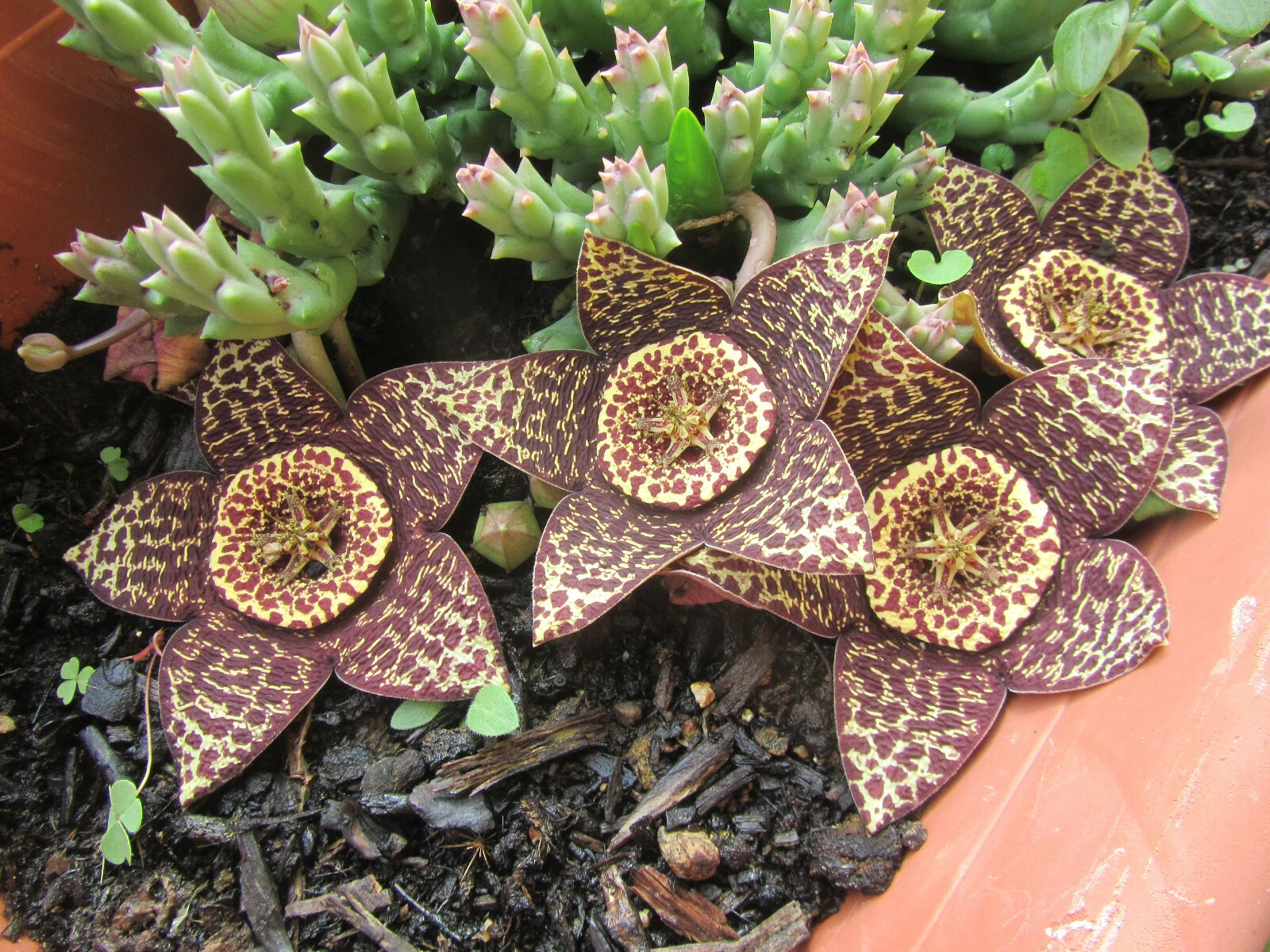 2 Orbea Variegata Lifesaver Plant Cuttings 3 Inch Unrooted Succulent for Propagation