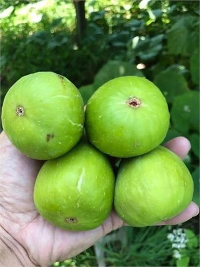Dalmatie Fig Tree Cutting Unrooted, Ficus carica Scion 8 Inch Plus with 3 Nodes for Propagation