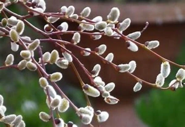 Pussy Willow Tree Cuttings Salix Species, 10 Unrooted Cuttings for Planting and Propagation