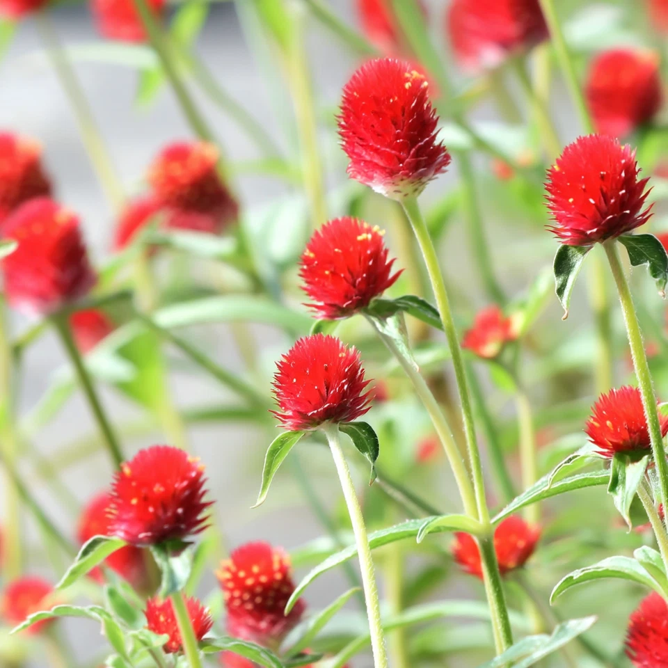 Strawberry Red Gomphrena Seeds – 25 Globe Amaranth Flower Seeds with Red Round Blooms