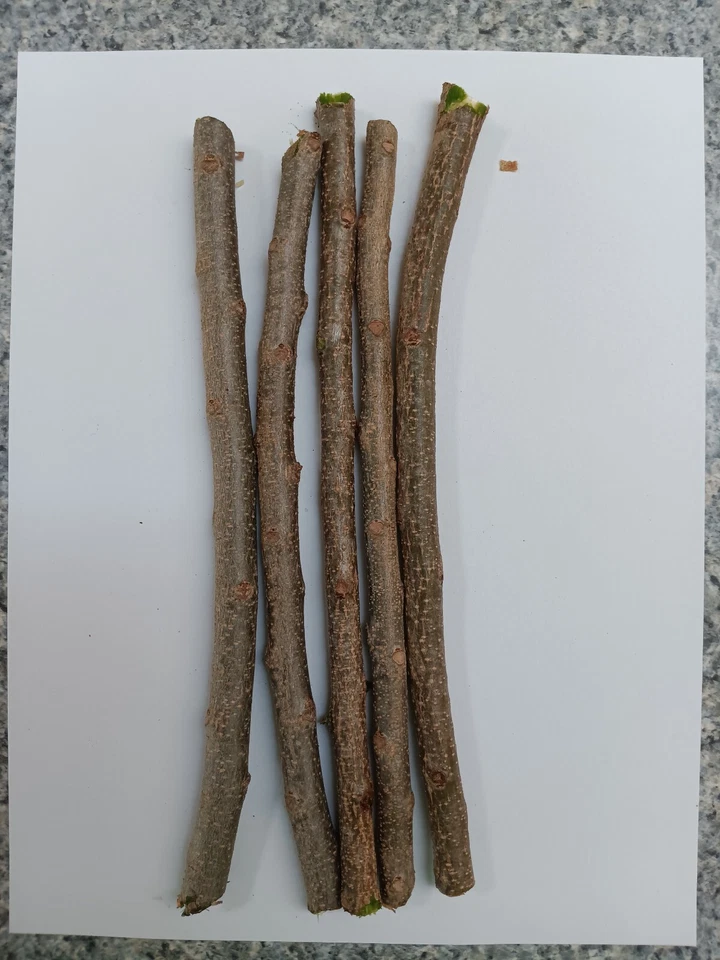 Hog Plum Cuttings – 5 Fresh Unrooted Spondias purpurea Cuttings, Ciruela Spanish Plum Fruit Tree for Planting