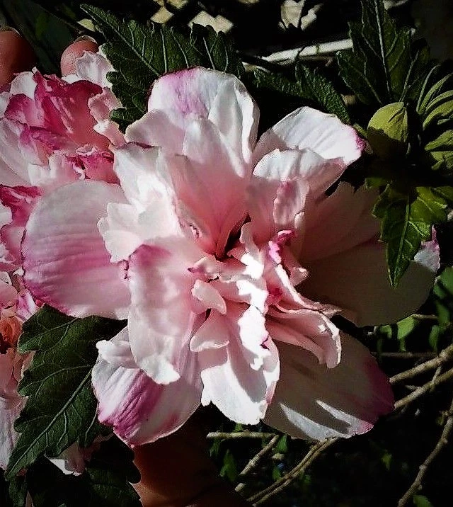 Double Pink Rose of Sharon Live Plant – Hibiscus syriacus Althea Starter 6–12 Inch Tall Flowering Shrub