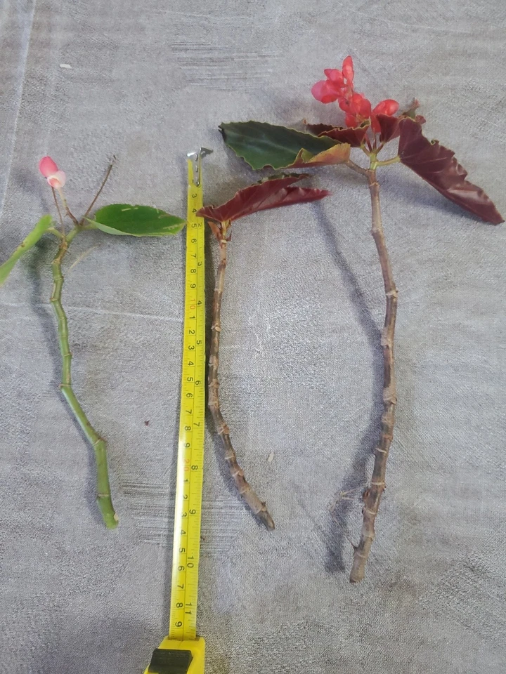 Angel Wing Begonia Cuttings – 3 Fresh Cane Begonia Cuttings with Torch and Pink Varieties for Propagation