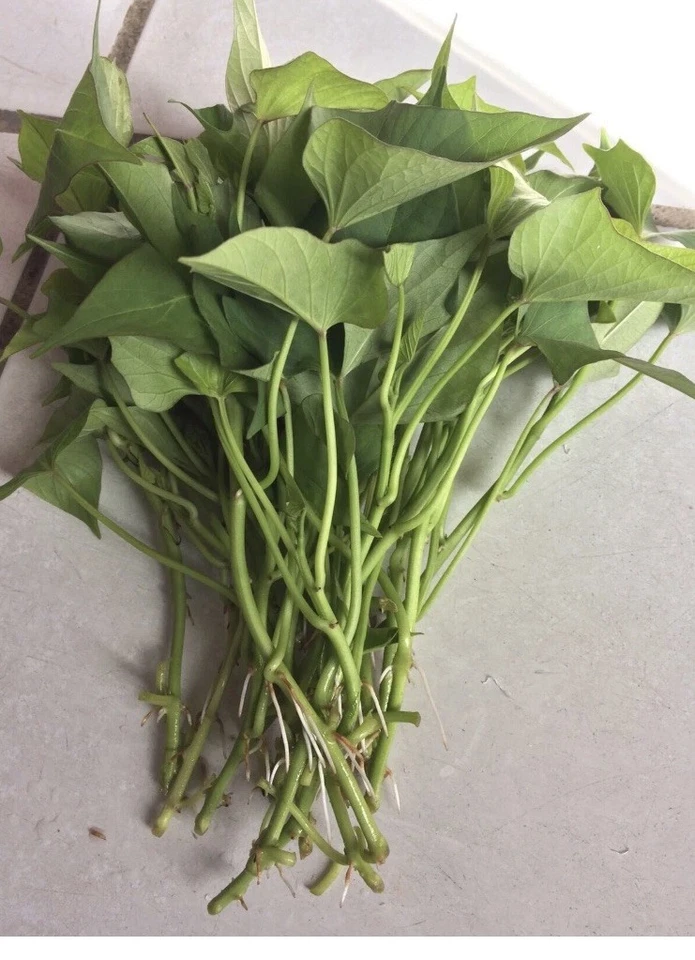 Okinawa Purple Sweet Potato Slips for Planting – 15 Unrooted Cuttings, Organic Grown Khoai Lang