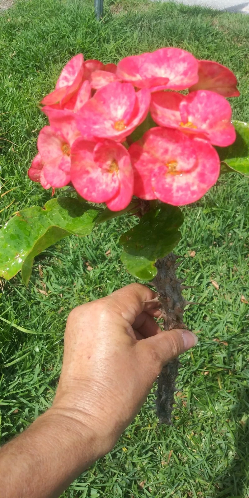 Crown of Thorns Cutting – Euphorbia milii Thai Hybrid, 10 Inch Unrooted Corona de Cristo Plant