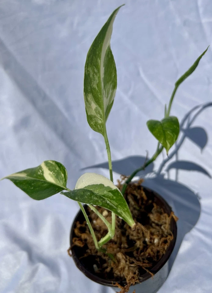 Albo Pothos Live Plant – Variegated Epipremnum Aureum Albo Variegata, 4 Inch Nursery Pot with 2 Rooted Cuttings