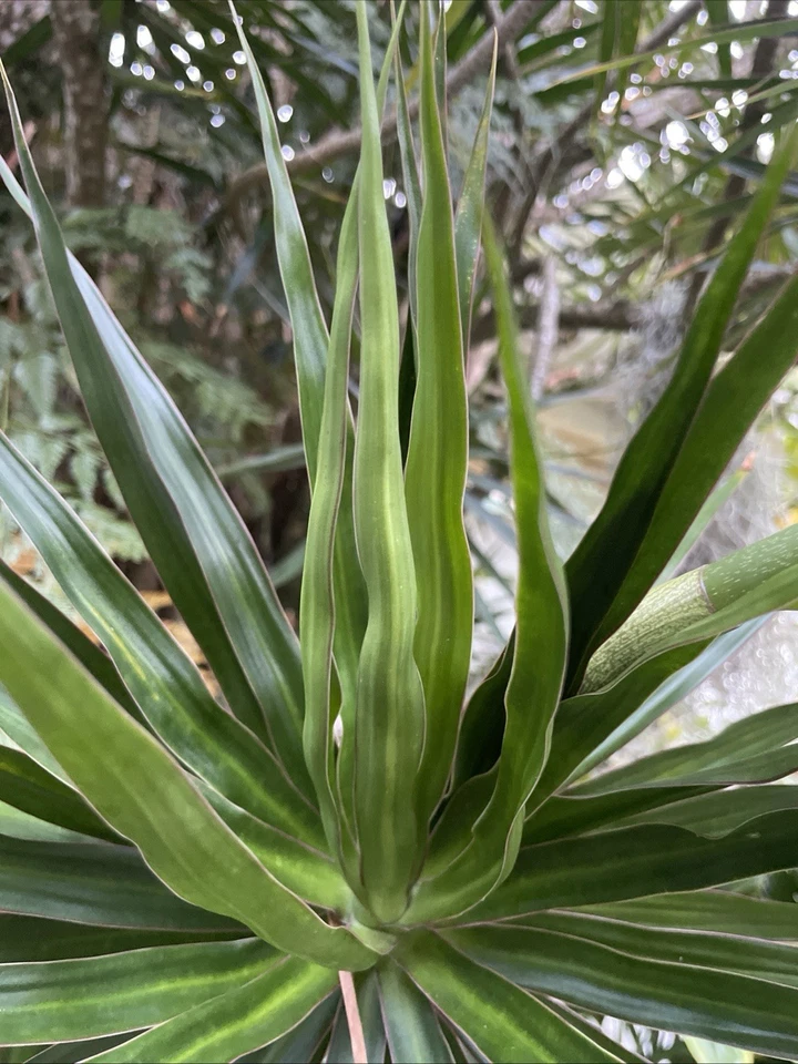 Dracaena marginata Cuttings – 3 Hawaii-Grown Madagascar Dragon Tree Stems for Rooting